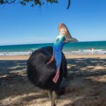 A cassowary standing on a sunny sandy beach