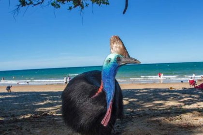A cassowary standing on a sunny sandy beach