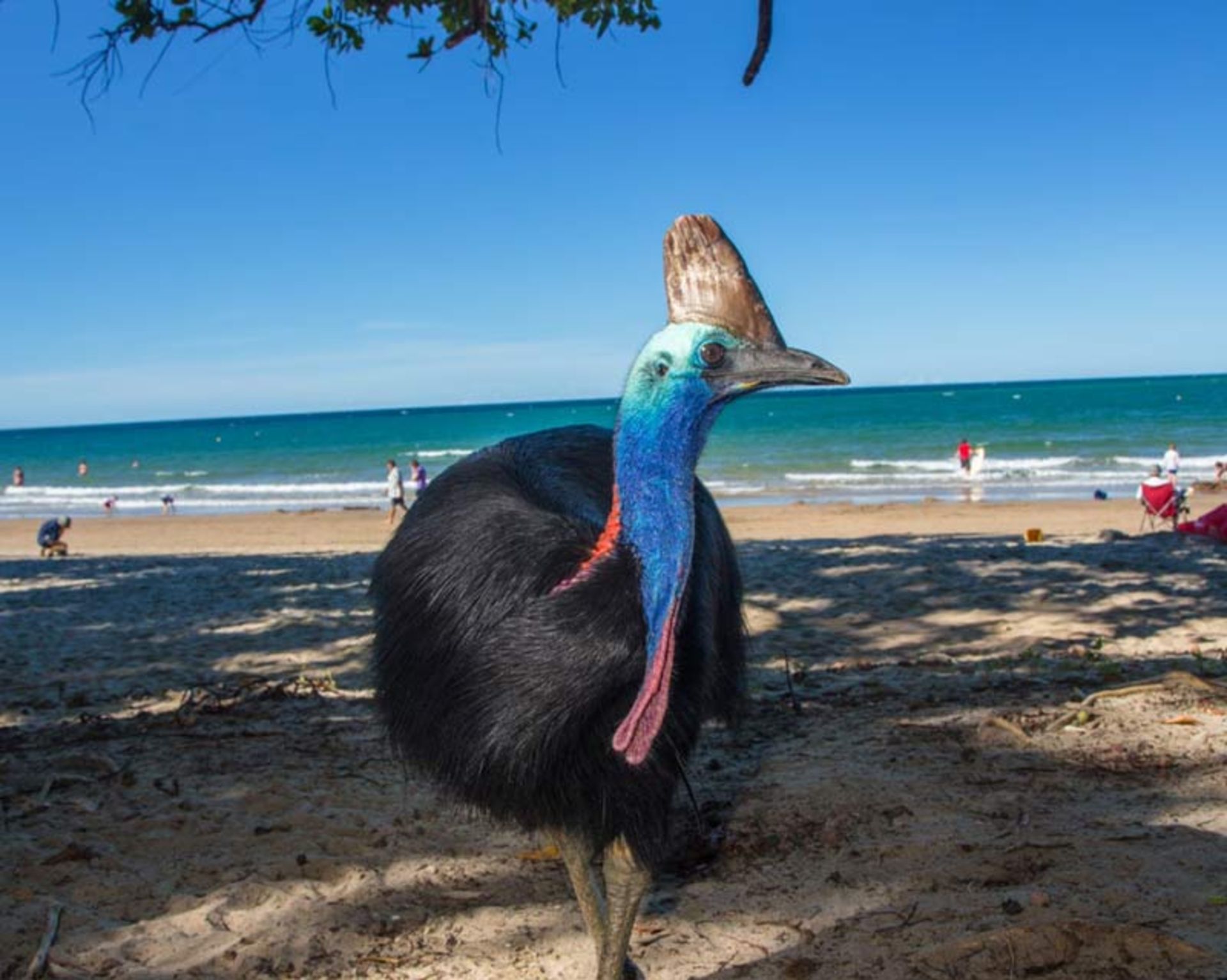 A cassowary standing on a sunny sandy beach