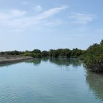 Qeshm mangrove forest trees