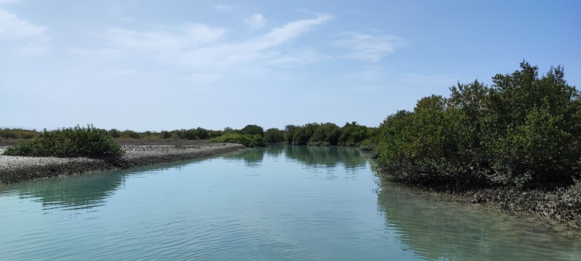 Qeshm mangrove forest trees