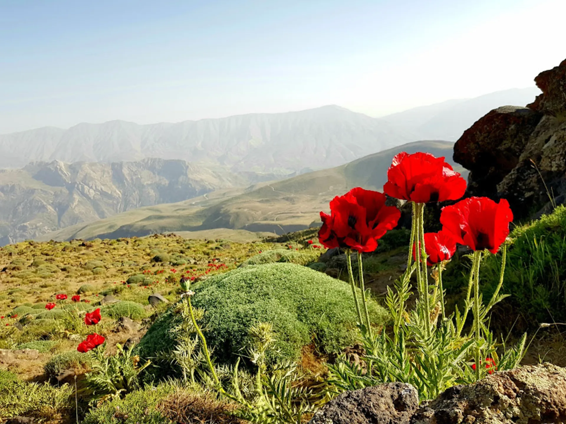 Red tulips in the Lar Damavand plain