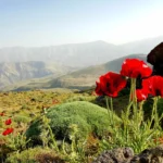 Red tulips in the Lar Damavand plain