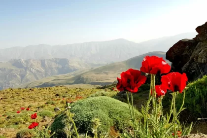 Red tulips in the Lar Damavand plain
