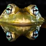 A very close-up and symmetrical view of the head of a green frog in the dark of night