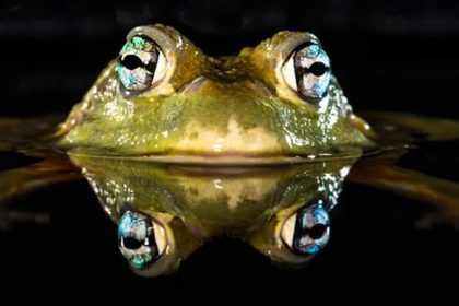 A very close-up and symmetrical view of the head of a green frog in the dark of night