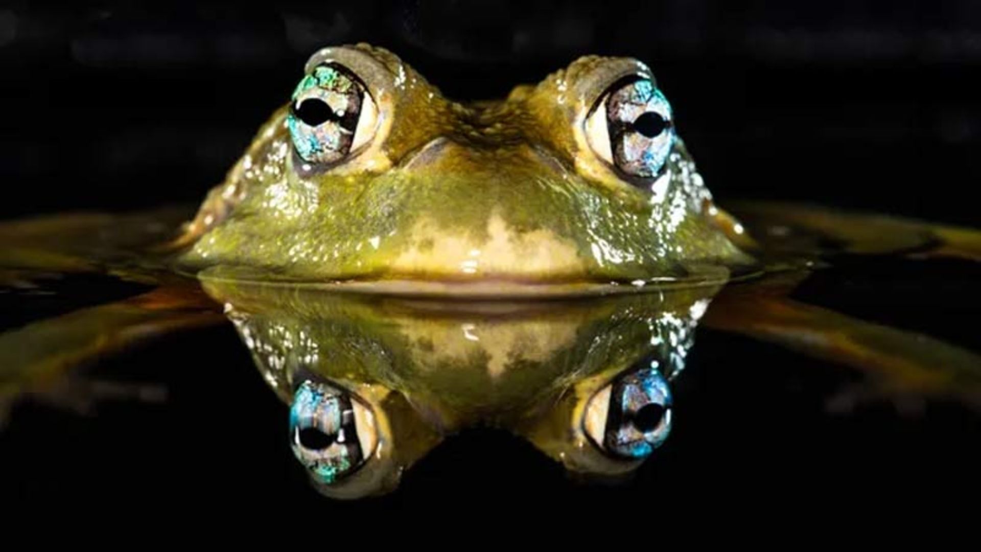 A very close-up and symmetrical view of the head of a green frog in the dark of night