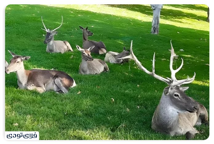 Mellat Park, Tehran Bostan Mellat Zoo, Tehran