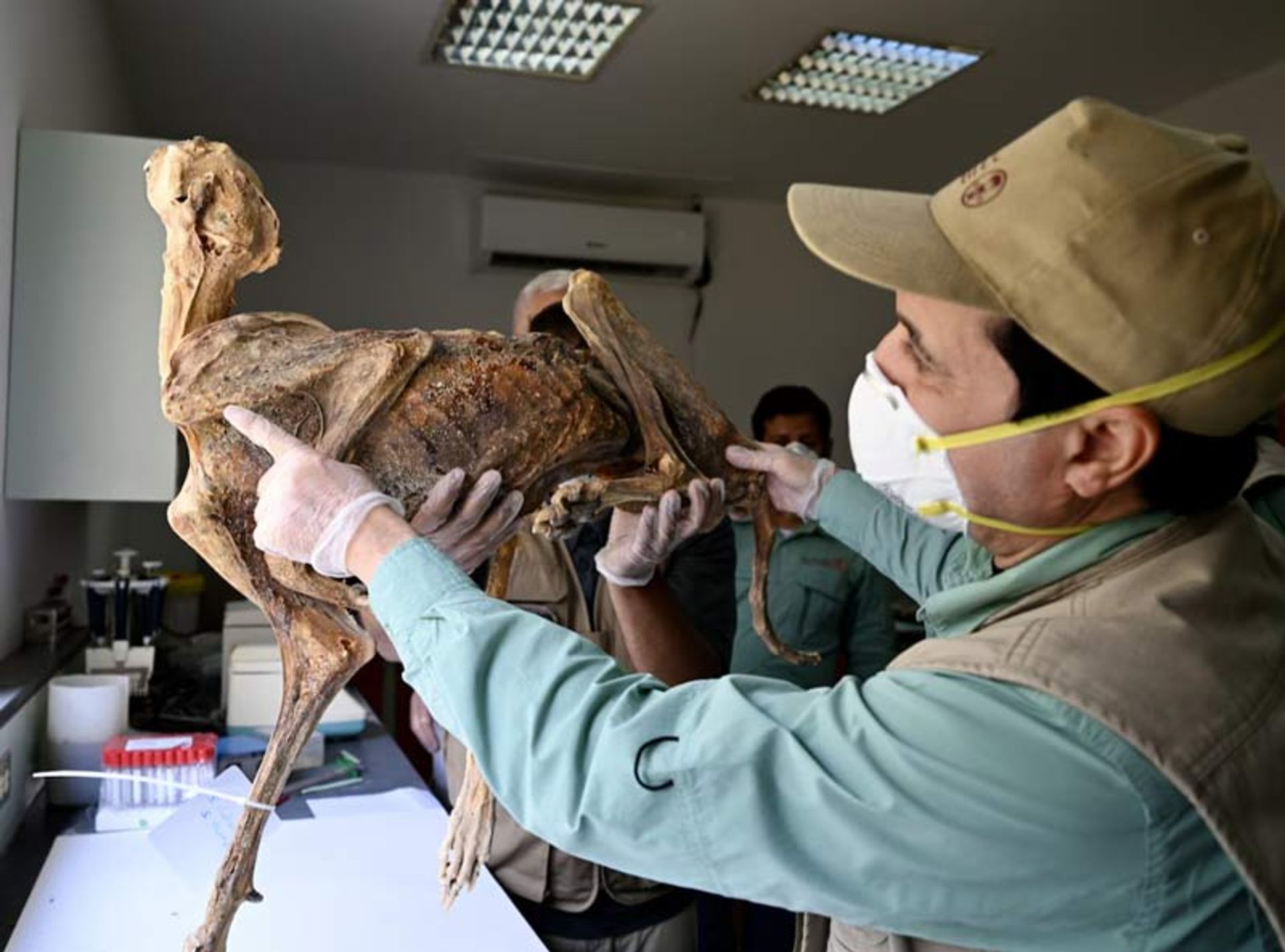 A researcher holding up the dried half body of a cheetah for examination in the laboratory