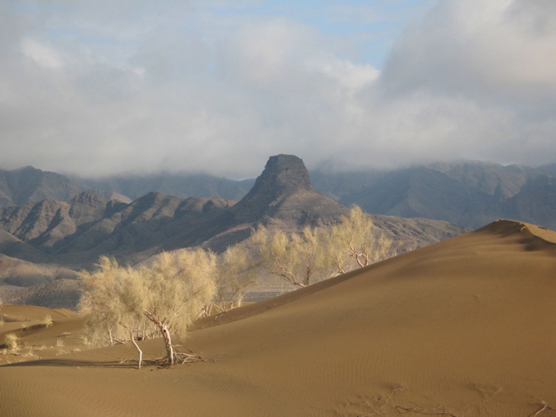White shrubs in the sands of the Helwan desert under the cloudy sky