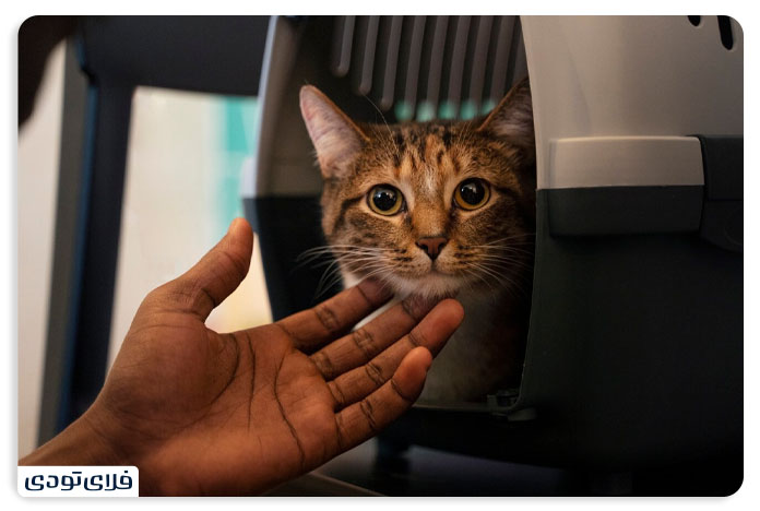 Tips and conditions for transporting a pet by plane