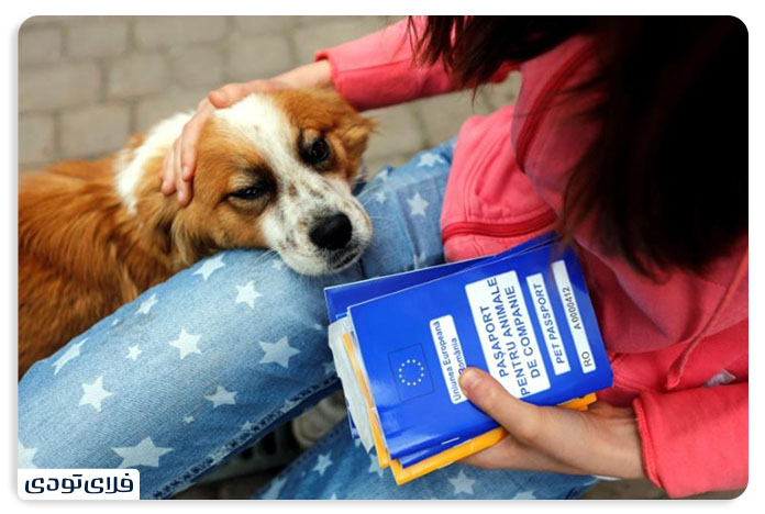 Tips and conditions for transporting a pet by plane