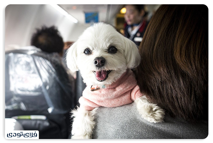 Tips and conditions for transporting a pet by plane