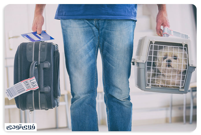 Tips and conditions for transporting a pet by plane