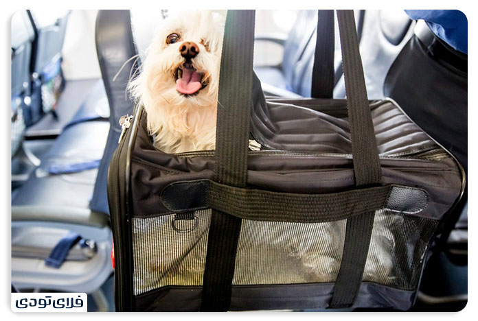 Tips and conditions for transporting a pet by plane
