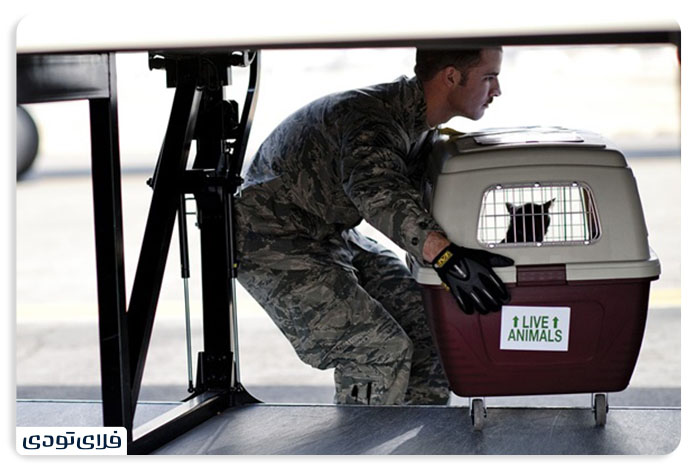 Tips and conditions for transporting a pet by plane