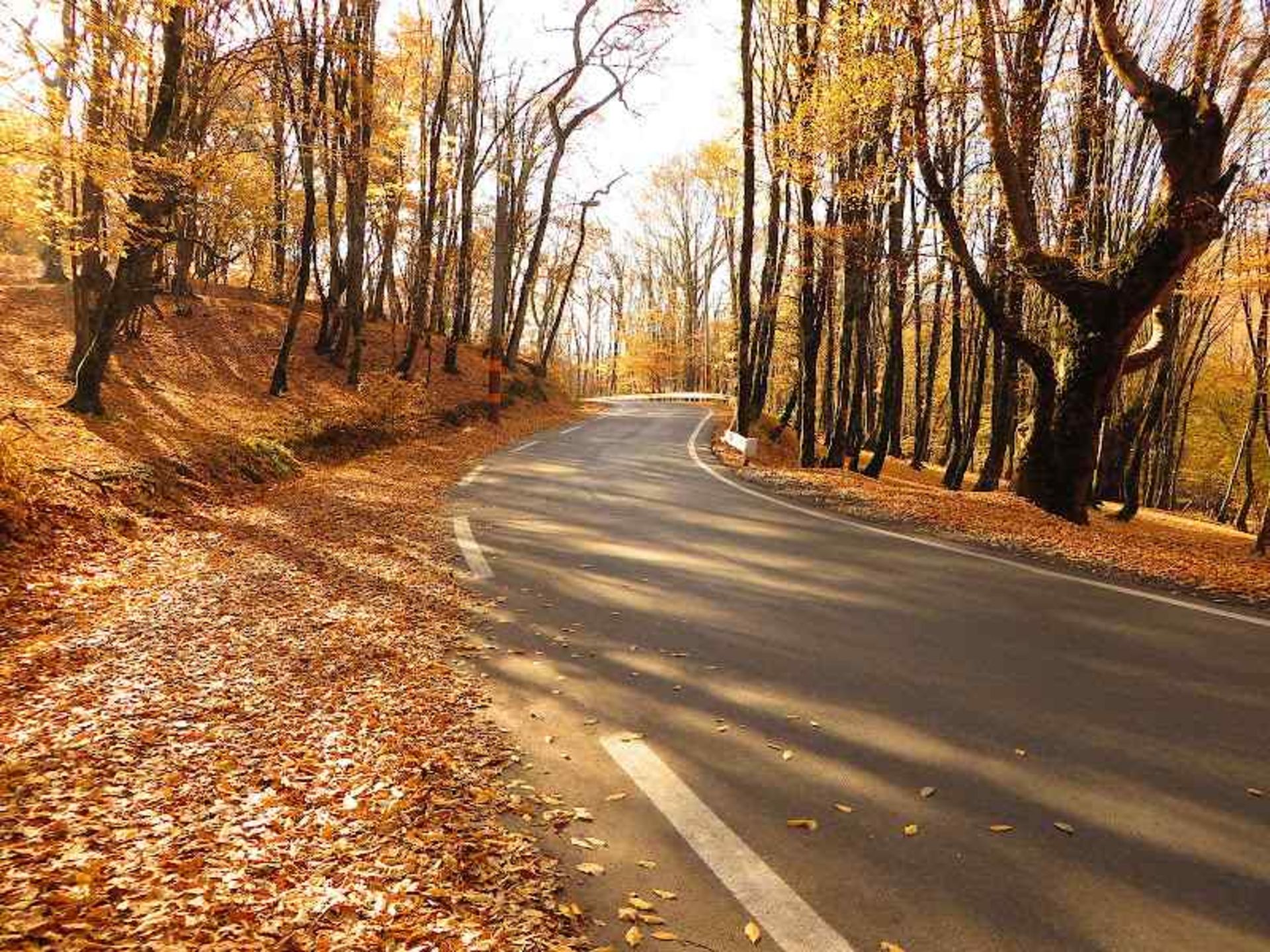 Autumn in the forest of Alangdare