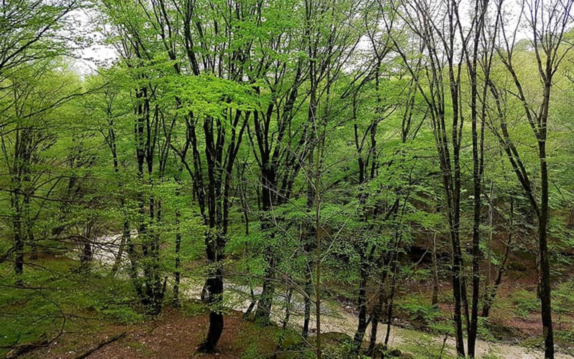 A road in the middle of Tuskistan forest