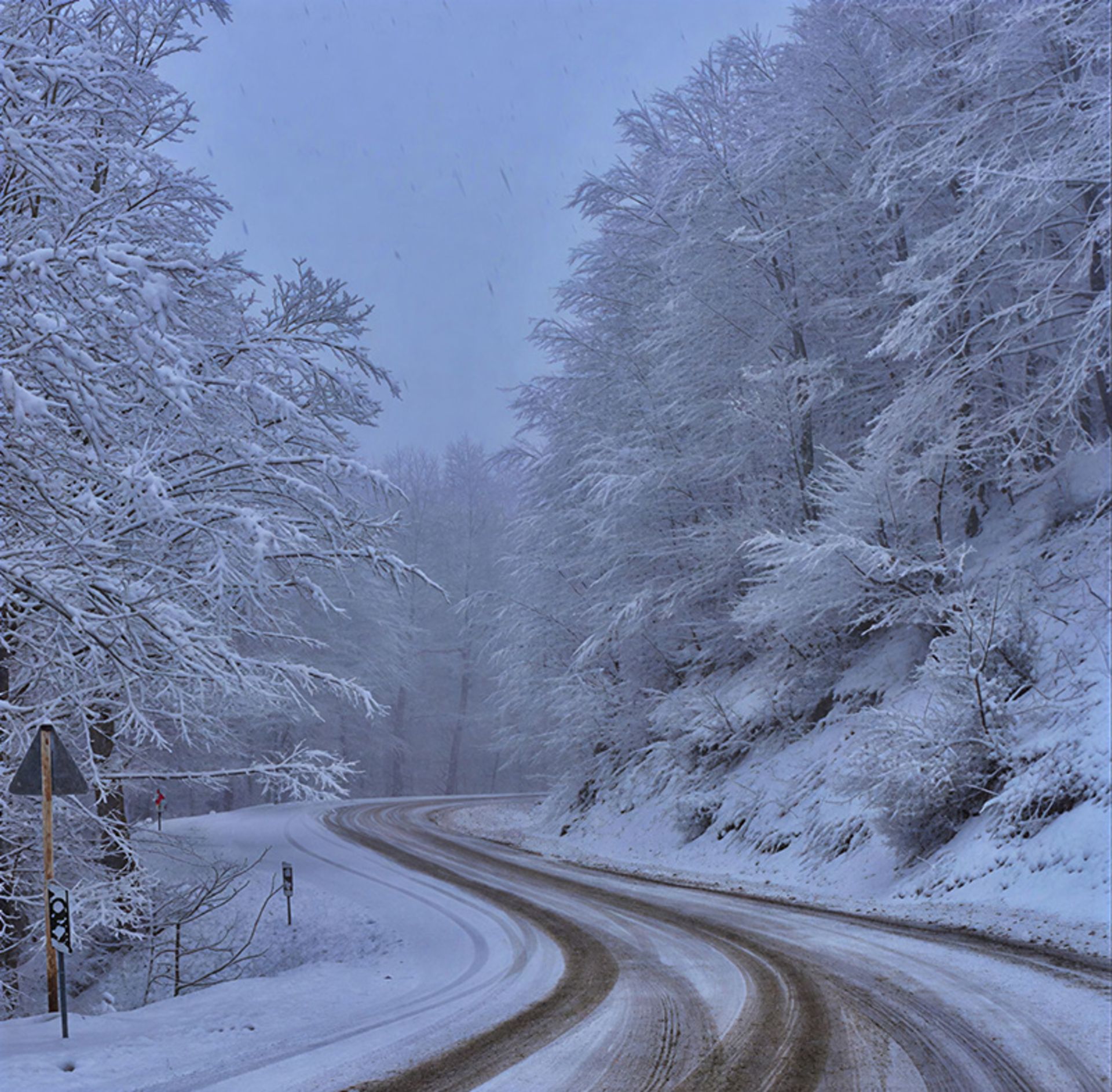 The Tuskistan forest of Gorgan in winter