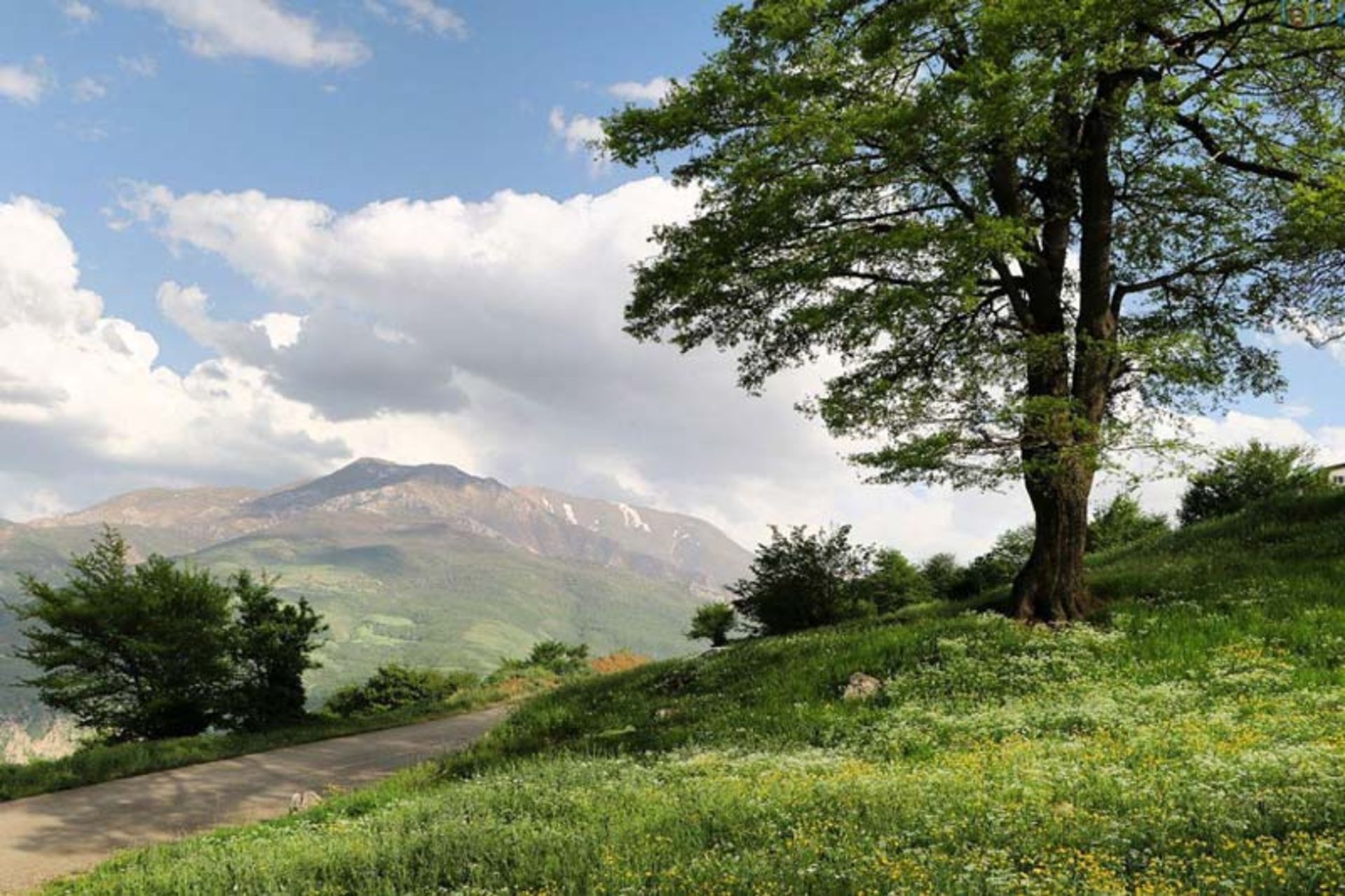 The spring nature of our forest