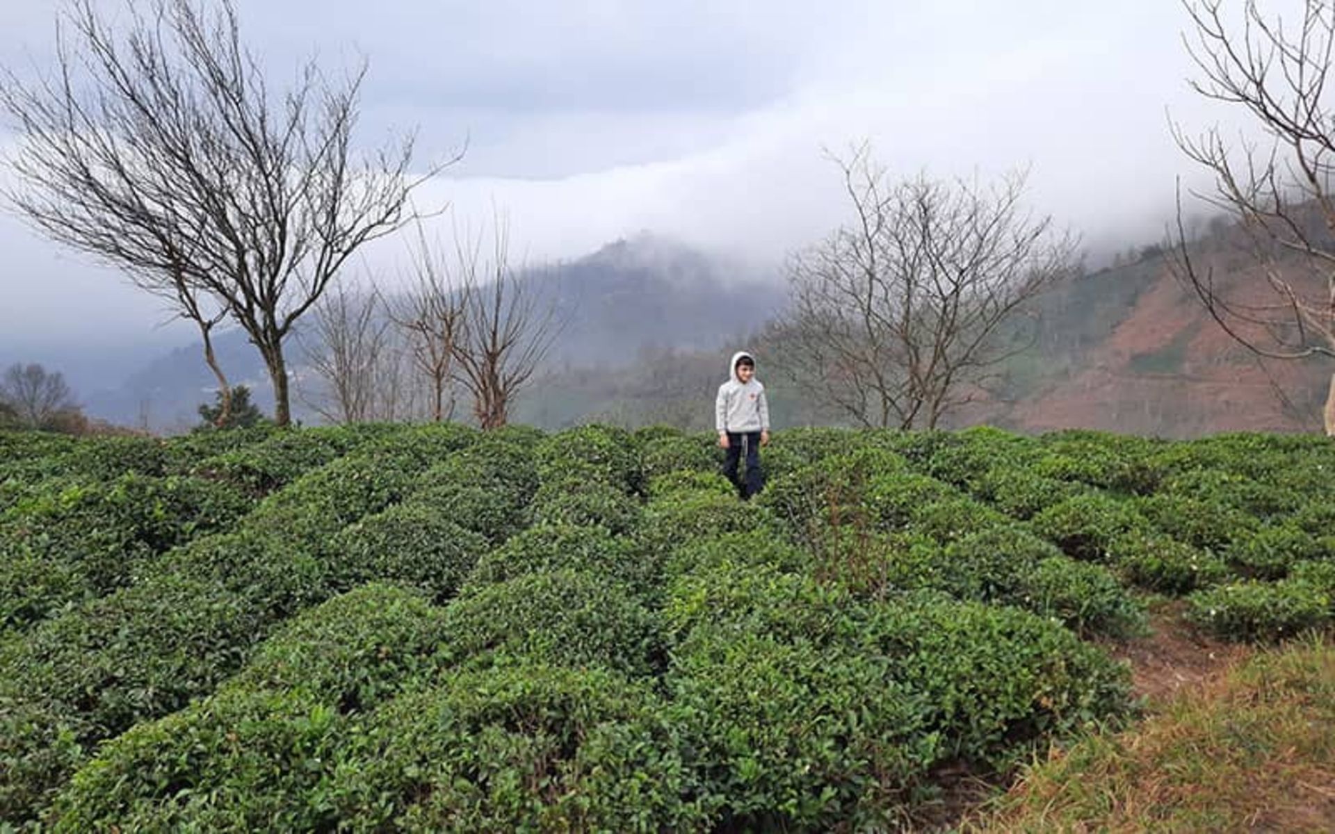 The green heights of Ata Kooh