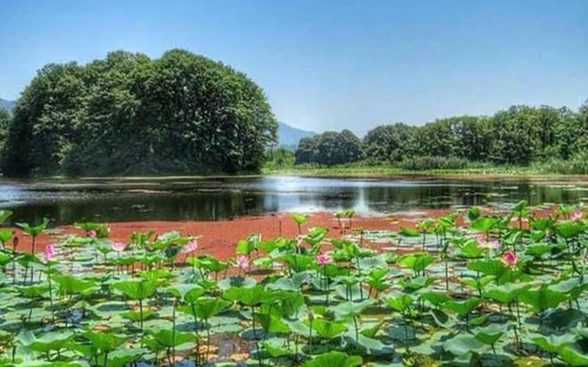 Water lilies in Chaff Lagoon