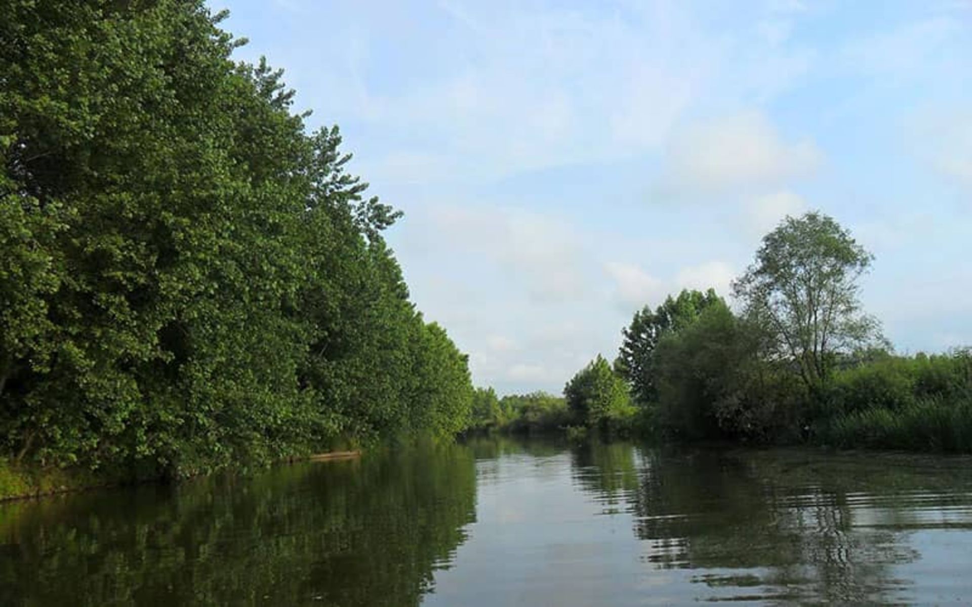Shalman River next to a green forest