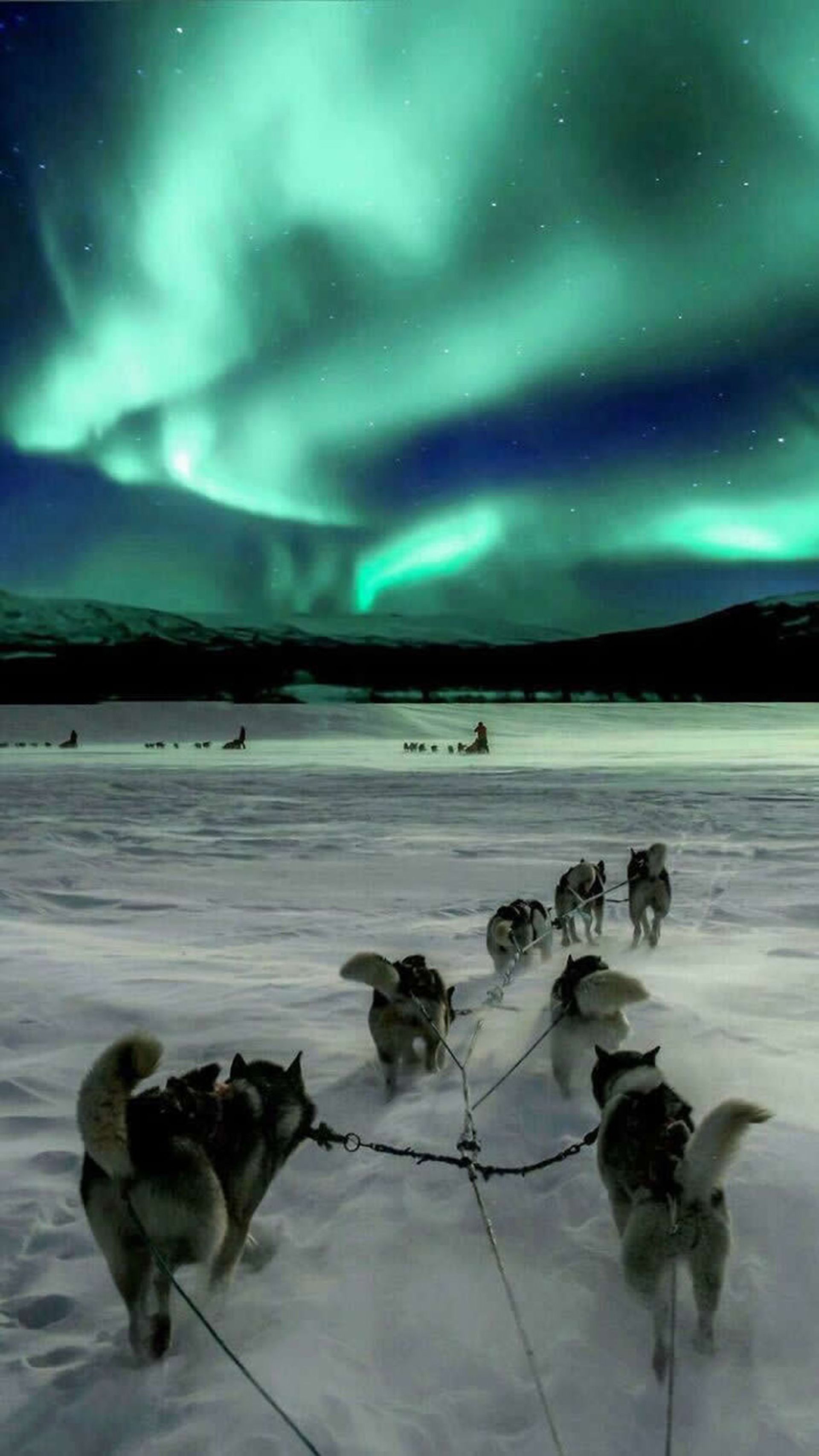 Sled dogs and Aurora Borealis