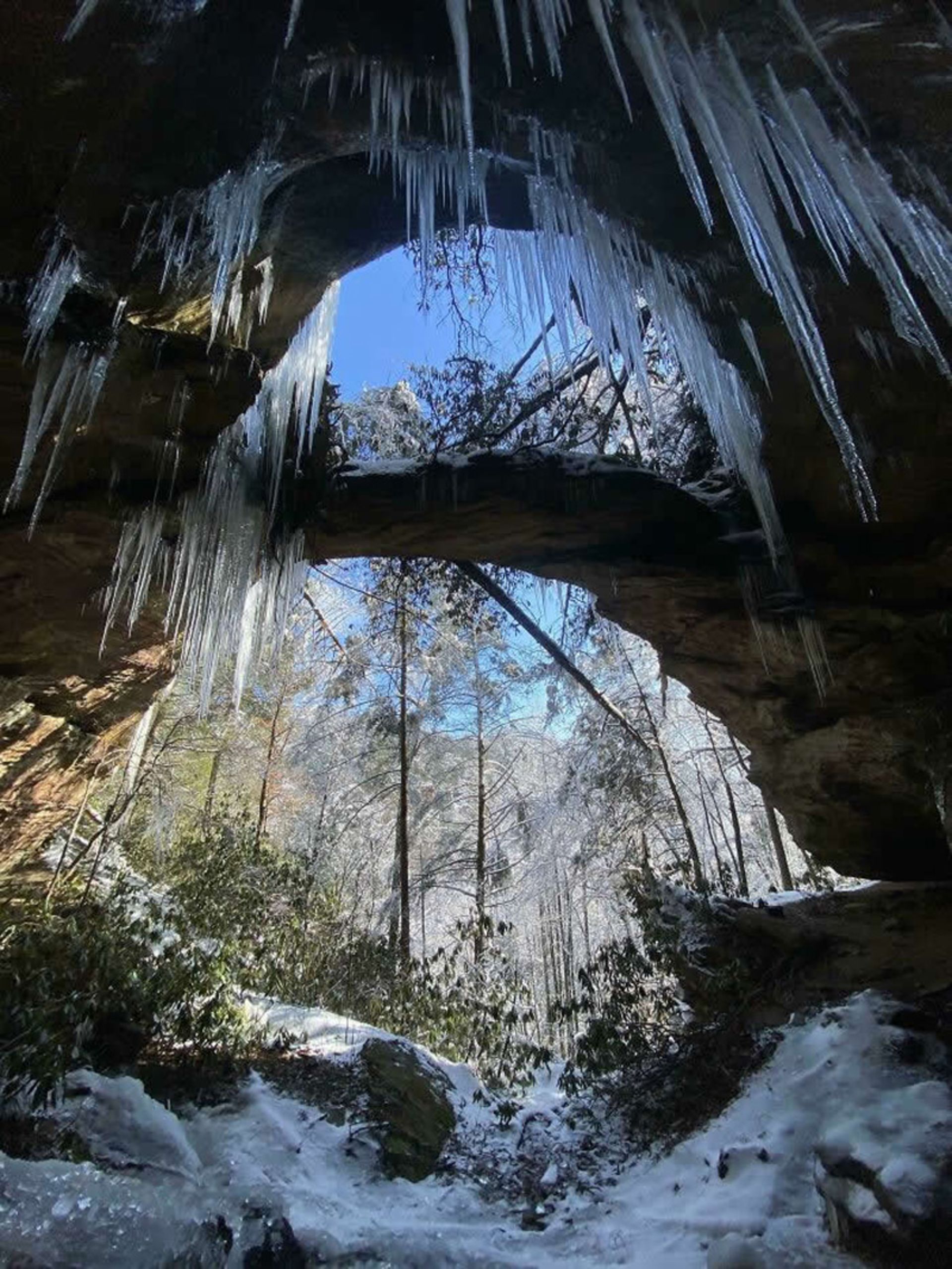 Snowy forest in Kentucky