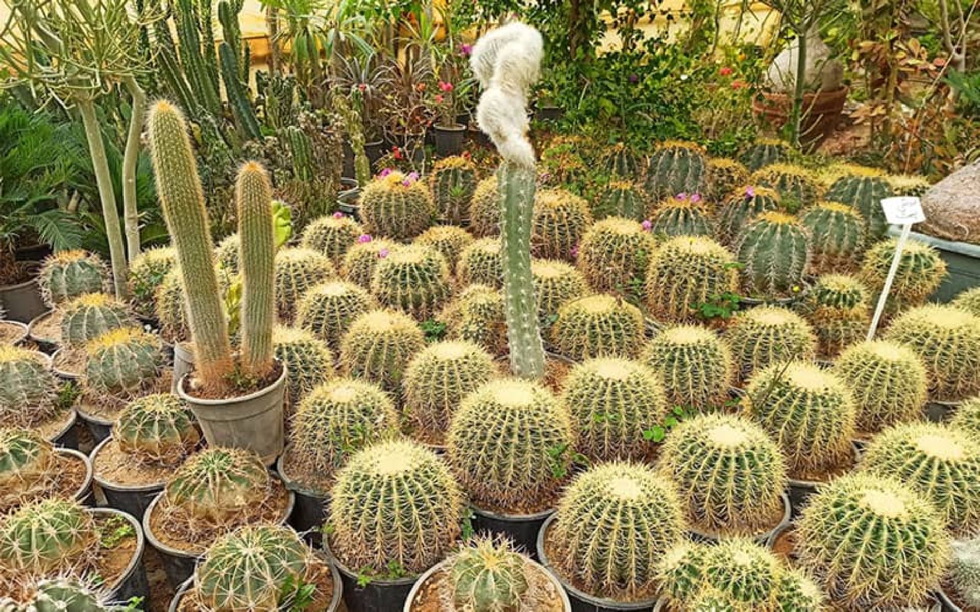 Cactus pots in the flower village and ornamental plants of Mahalat