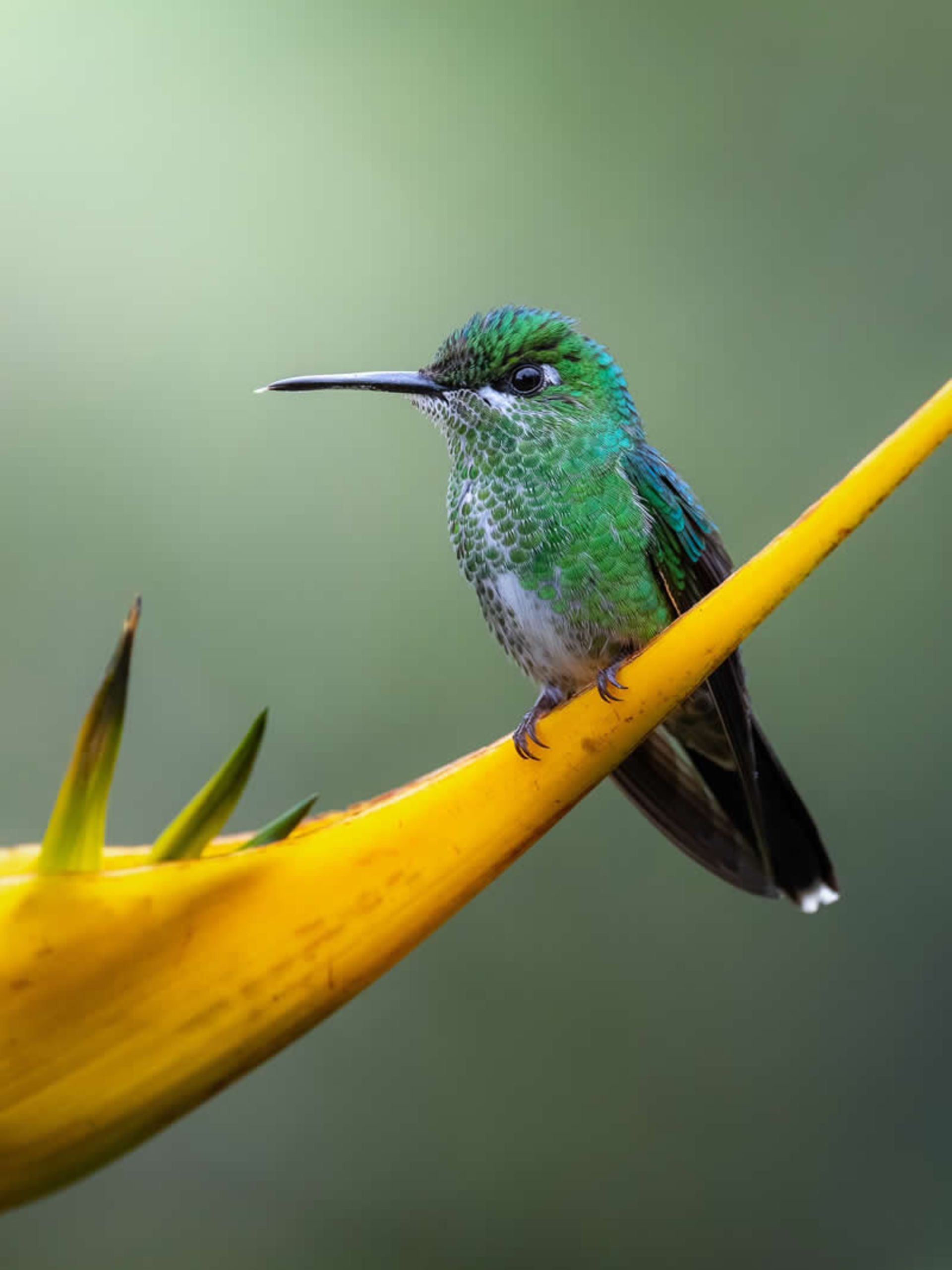 Brilliant hummingbird in the rainforest