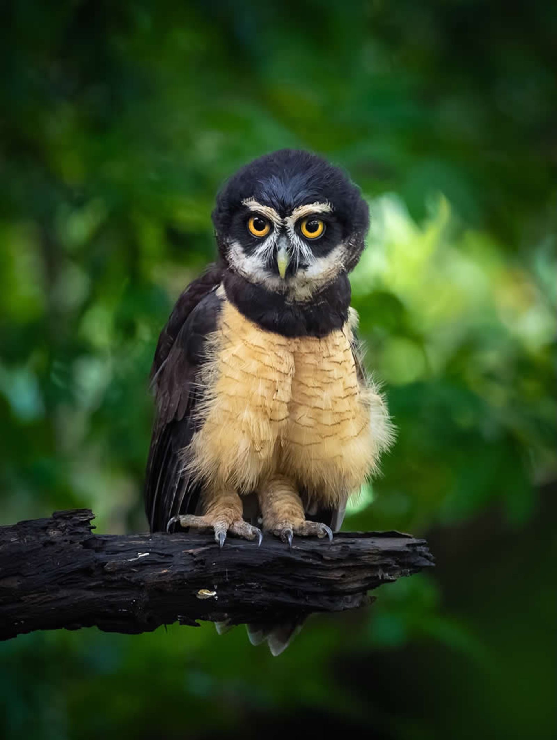 Spectacled owl on a branch in the forest
