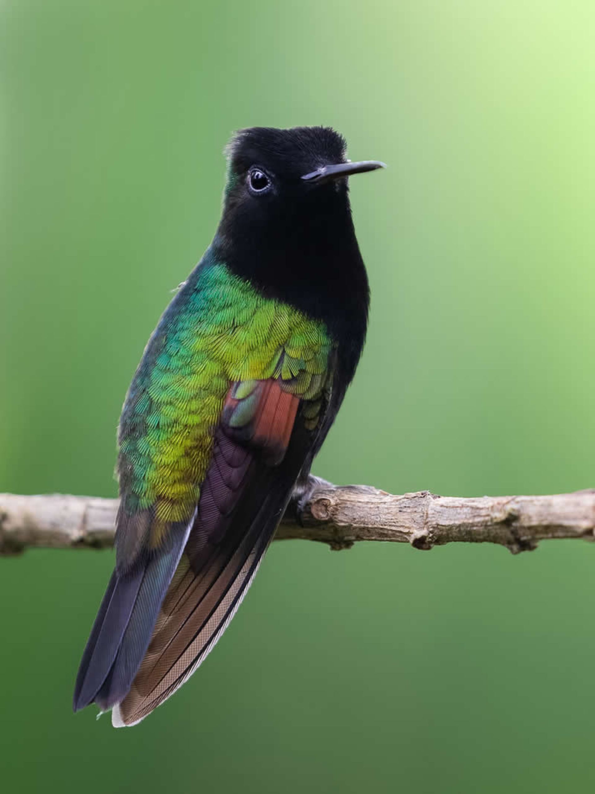 A collared nester in the forest of Costa Rica