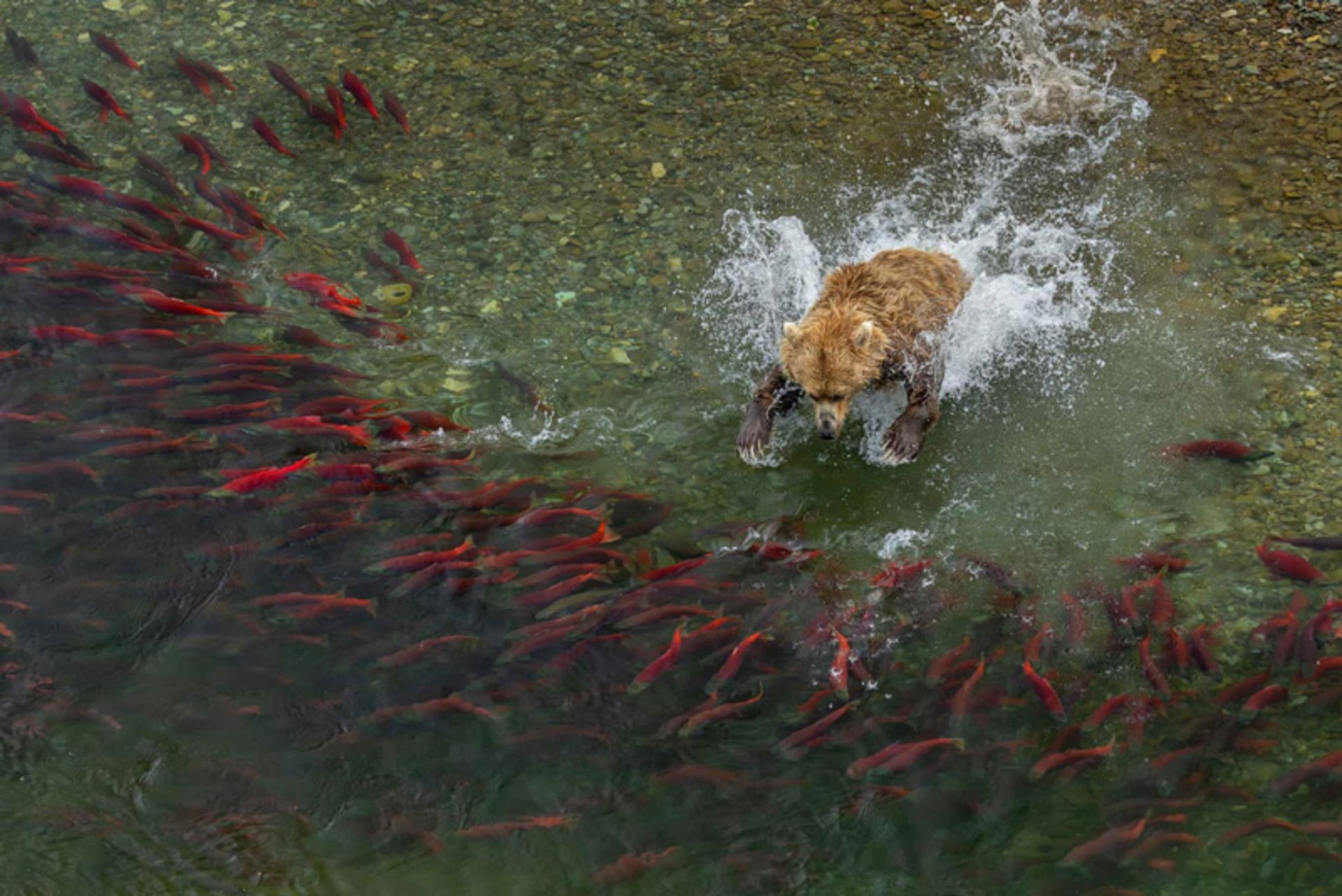 A bear hunting salmon