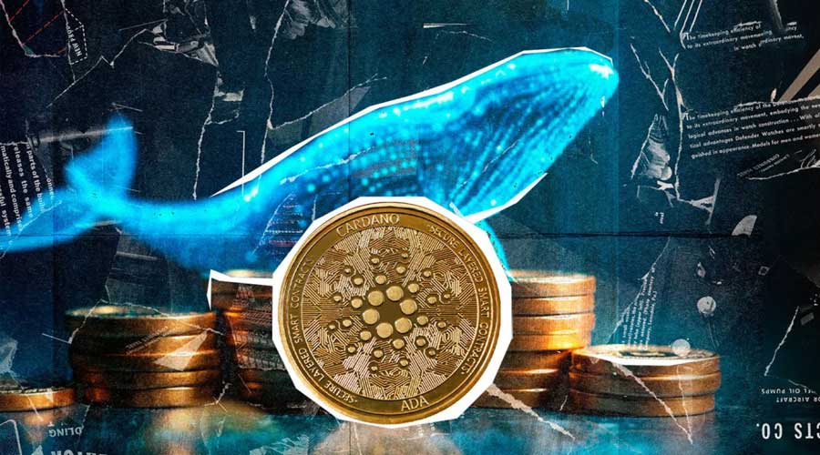 large-cardano-holders-add-819-million-ada-as-price-falls-71-
