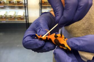 Golden frogs of Panama were saved from extinction diginoy