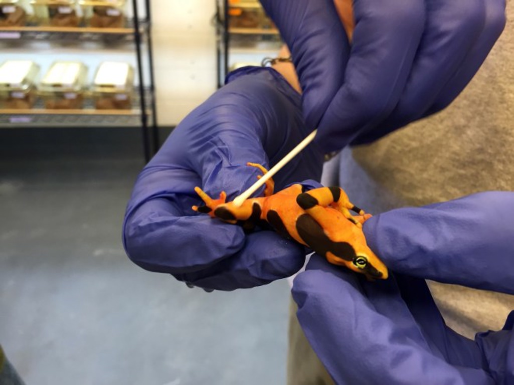 Golden frogs of Panama were saved from extinction diginoy