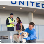 Tips and conditions for transporting a pet by plane