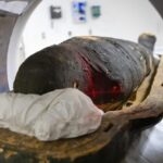 Scientists scanned two mummies and came up with some interesting results - diginoy