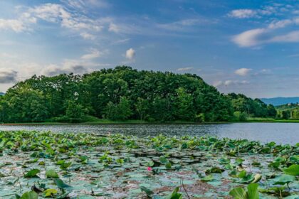 Water lilies in Kiakalaye lagoon