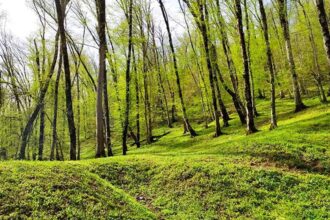 Nahankhoran forest in spring; Photo source: Google Map; Photographer: Mohammad Gharib