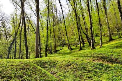 Nahankhoran forest in spring; Photo source: Google Map; Photographer: Mohammad Gharib