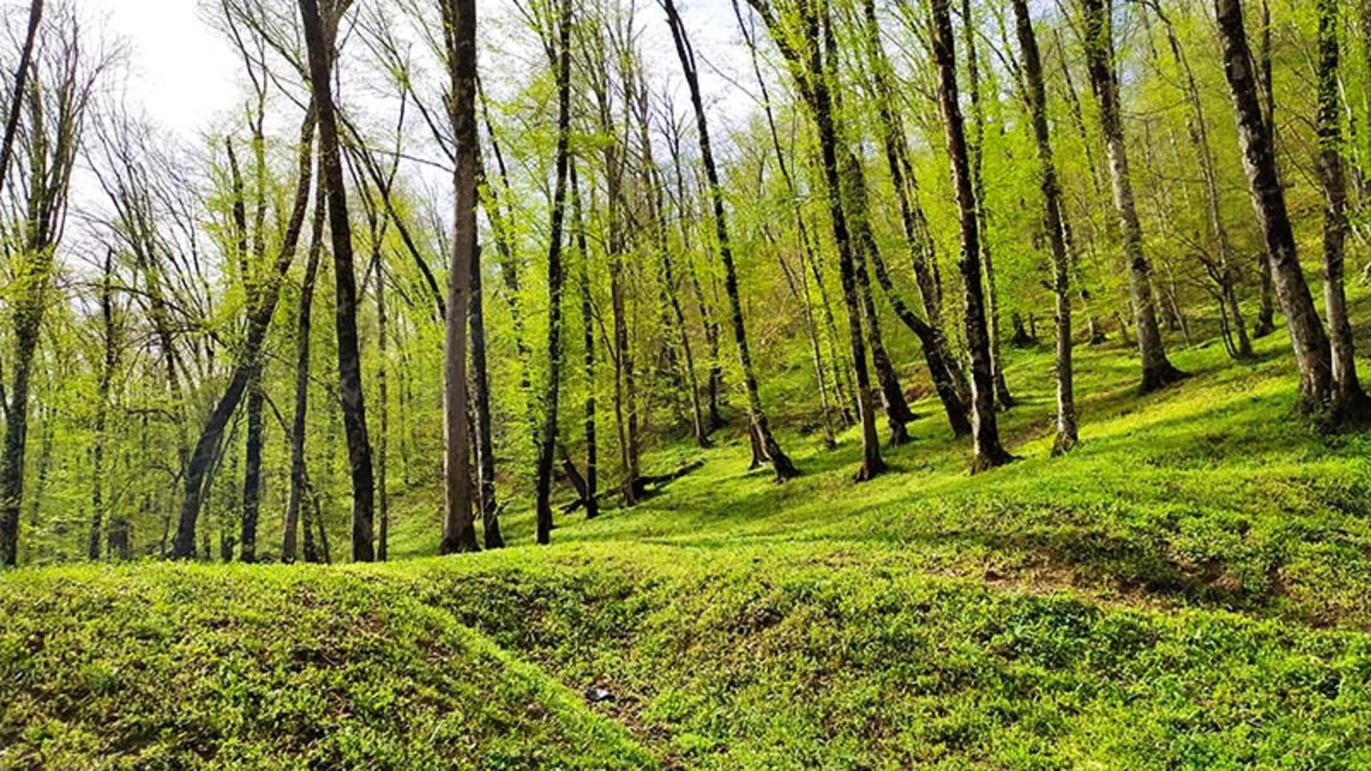 Nahankhoran forest in spring; Photo source: Google Map; Photographer: Mohammad Gharib