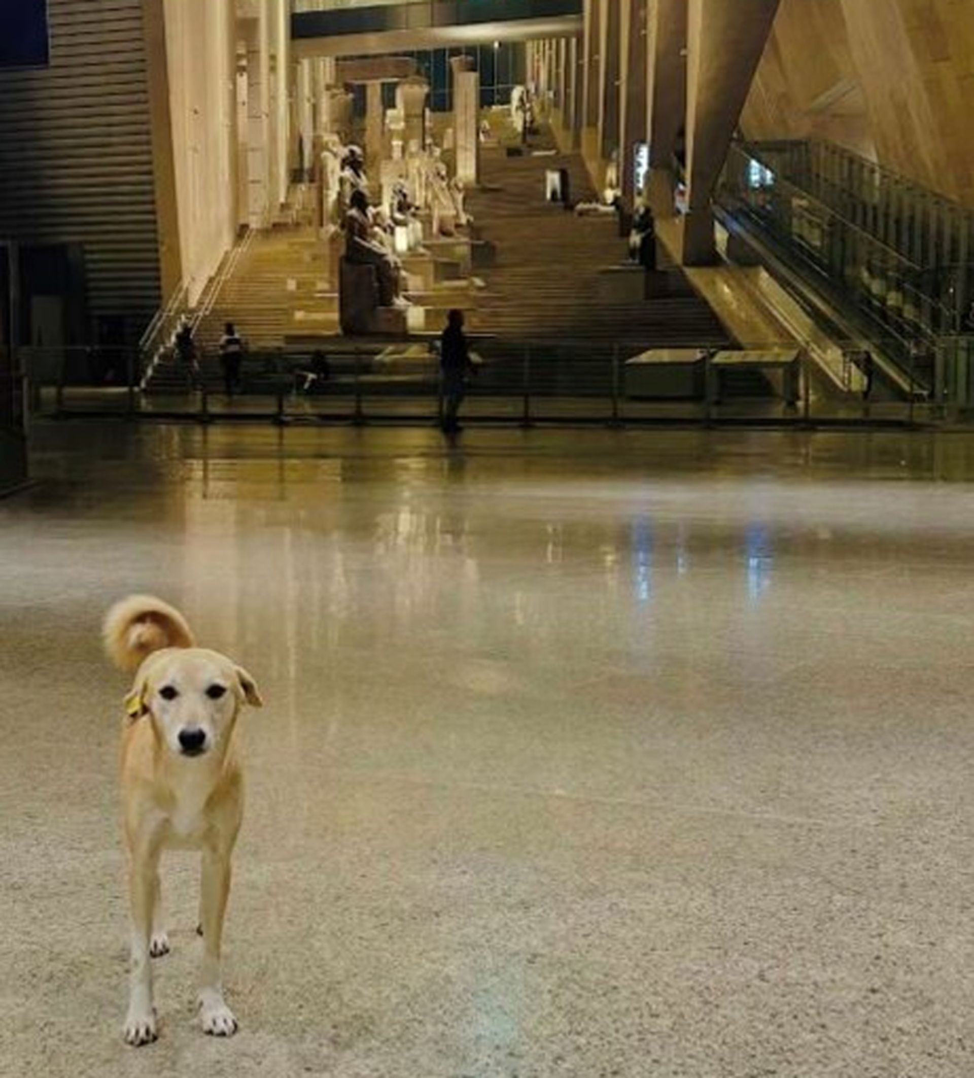 Dog in the Great Egyptian Museum