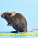 Effects of eating mouse droppings in cooked rice