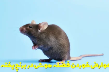 Effects of eating mouse droppings in cooked rice