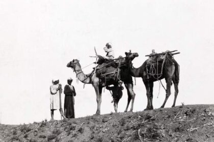 Two camels with sarabans on top of a sand hill in the deserts of Egypt