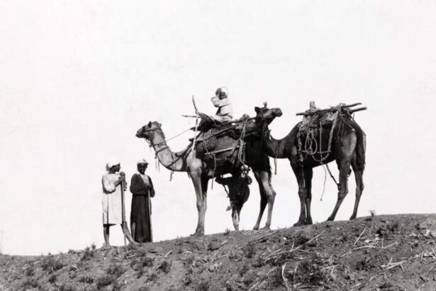 Two camels with sarabans on top of a sand hill in the deserts of Egypt