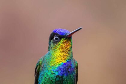 Hummingbirds in the forests of Costa Rica